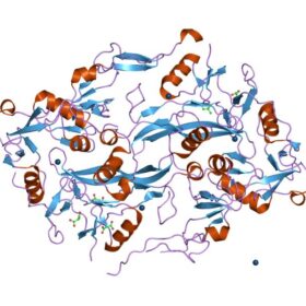 Buy Follistatin-344 1 mg (1 vial) - SwissChems - Buy Best Quality Peptides, SARMS Online